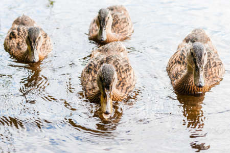 Group of young brown ducks, ducklings swimming together in lake near the coast, feeding time. Water birds species in the waterfowl family Anatidae.の写真素材
