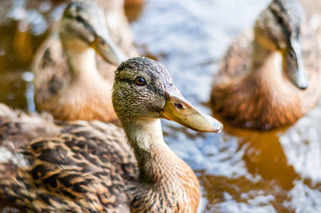 Close-up of a group of young brown ducks, ducklings swimming together in lake near the coast, feeding time. Water birds species in the waterfowl family Anatidae.の写真素材