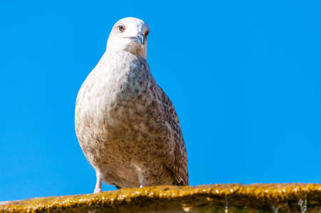 Young Juvenile Seagull Larus Argentatus or the European herring gull on a fountain. It is a large gull up to 65 cm long. One of the best known of all gulls along the shores of western Europe.の写真素材
