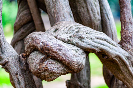 Interesting twisted shapes and patterns of a growing tree branchesの写真素材