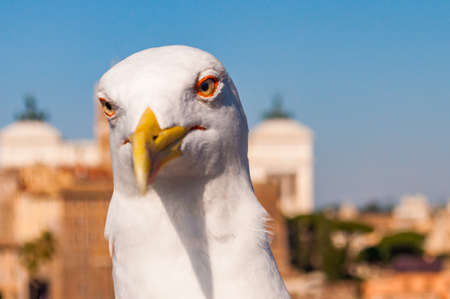 Close-up portrait of white Seagull sitting on the roof. The Larus Argentatus or the European herring gull, seagull is a large gull up to 65 cm longの写真素材