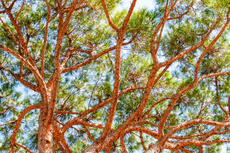 View from below on rich evergreen conifer pine tree trunk with growing branches full of needlesの写真素材