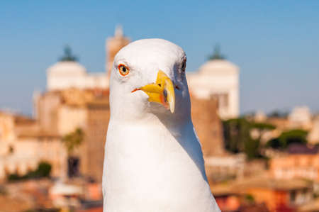 Close-up portrait of white Seagull sitting on the roof. The Larus Argentatus or the European herring gull, seagull is a large gull up to 65 cm longの写真素材