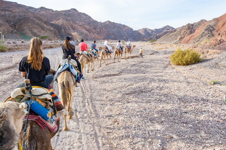 Eilat, Israel - March 21, 2017: Group, caravan of camels with tourists walking in a row in Eilat desertのeditorial素材