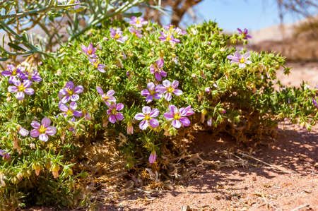 Violet, purple, magenta blooming flowers on growing in the desert plant in Timna National Park in...