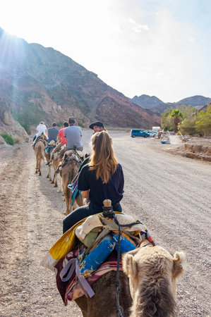 Eilat, Israel - March 21, 2017: Group, caravan of camels with tourists walking in a row in Eilat...