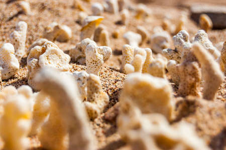 Many small white dry corals lying on the sand on the Red Sea beach in Eilat, Israelの写真素材
