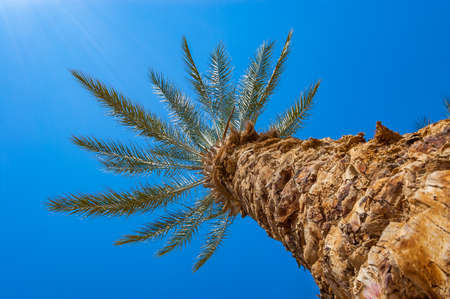 View from below on desert palm tree trunk and high branches with spiky leaves in Israelの写真素材