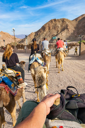 Eilat, Israel - March 21, 2017: Group, caravan of camels with tourists walking in a row in Eilat desertのeditorial素材