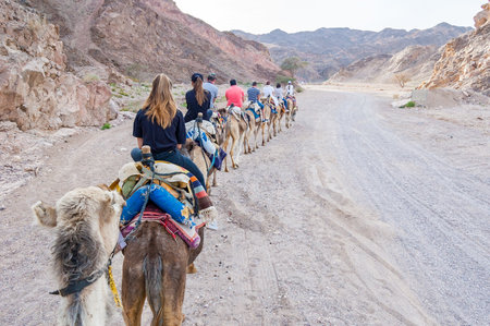 Eilat, Israel - March 21, 2017: Group, caravan of camels with tourists walking in a row in Eilat desertのeditorial素材