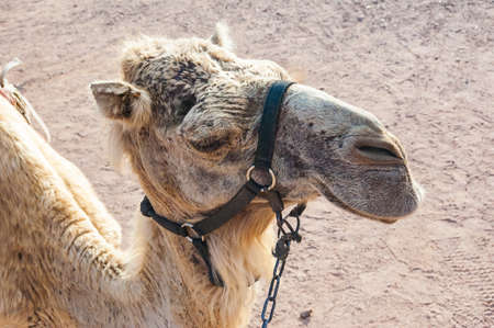 Close-up of a muzzle, head of a camel during the caravan ride trip in Eilat desert in South Israelの写真素材