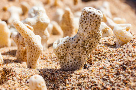 Many small white dry corals lying on the sand on the Red Sea beach in Eilat, Israelの写真素材