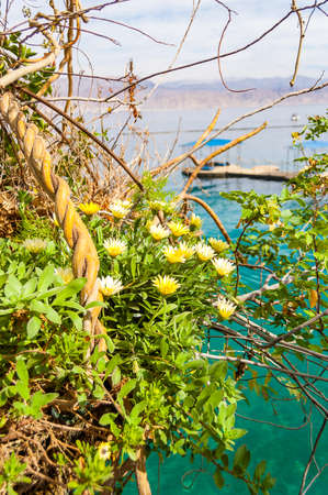Yellow blooming southern flowers close-up with on water pavilions and wooden walkways in Eilat, Israelの写真素材