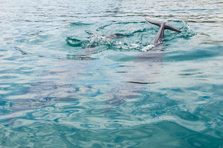 Dolphins swimming near the coast in the Red Sea waters in Eilat, Southern Israel with Jordan on the backgroundの写真素材