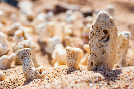 Many small white dry corals lying on the sand on the Red Sea beach in Eilat, Israelの写真素材