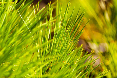 Closeup of a juicy green coniferous pine tree needles growing on a tree branch in Tuscany