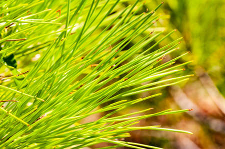 Closeup of a juicy green coniferous pine tree needles growing on a tree branch in Tuscanyの写真素材