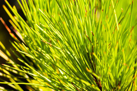 Closeup of a juicy green coniferous pine tree needles growing on a tree branch in Tuscany