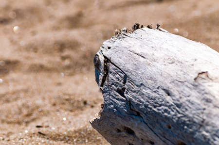 Closeup of a dry tree trunk on the sea beach sand in Italyの写真素材