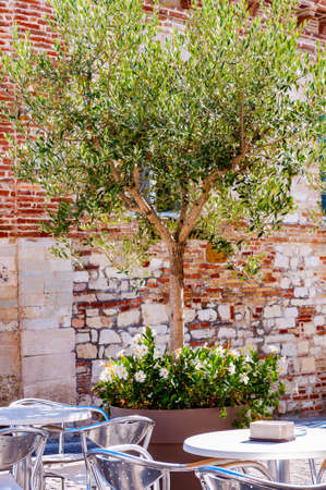 Young olive tree growing in a big flowerpot with blooming flowers on the street with red bricks wall on the background and metal tables and chairs standing outdoors on foreground in Numana, Italyの写真素材