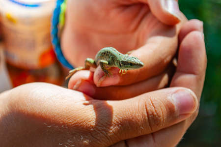 Closeup shot of Dalmatian wall lizard Podarcis melisellensis in the family of Lacertidae sitting on the fingers of human hands in Italyの写真素材