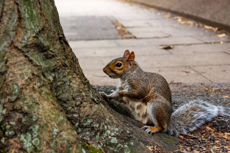 Common european squirrel sitting near the tree trunk on the pavement sidewalk
