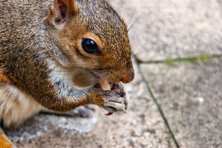 Closeup of common european squirrel sitting on the pavement sidewalk