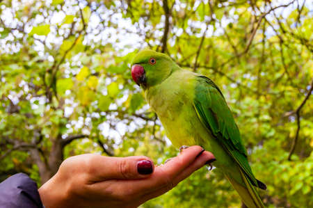 Wild British green parakeet parrot bird siting on handの写真素材