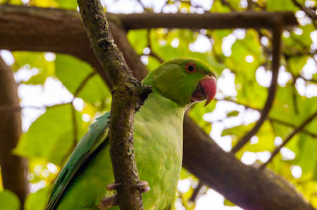 Wild British green parakeet parrot bird siting on the tree