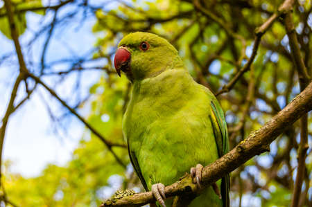 Wild British green parakeet parrot bird siting on the tree