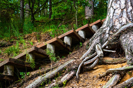 Rusty metal steps stairs on the slope in the forest. Curved Intertwined twisted partly dead roots of...