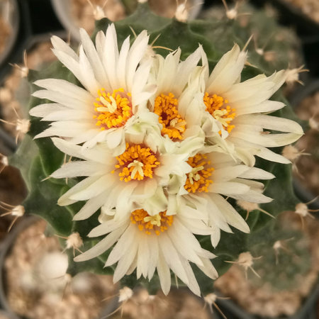 Close up of Obregonia denegrii cactus with white beautiful flower on topviewの写真素材