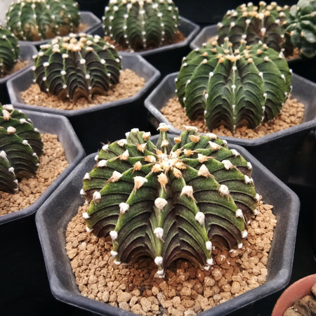 Green Cactus in the pot, Cactus plant in the pot, LB2178 cactus.の写真素材