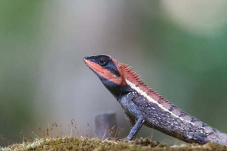 Forest Crested Lizard at Khao Yaiの写真素材