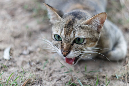 Hissing Catの写真素材
