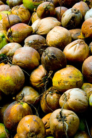 Bunch of Fresh coconutsの写真素材
