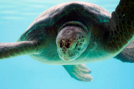 A turtle swimming