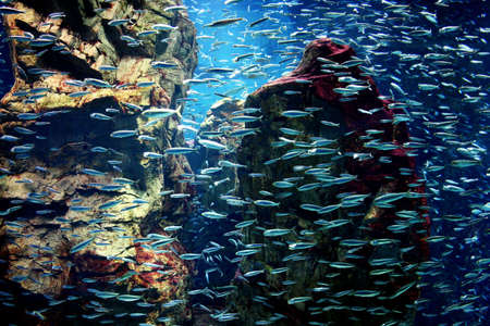 Fish in aquariumの写真素材