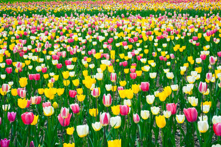 Tulip fields in Hokkaidoの写真素材