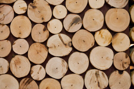 Wooden log cross sectionの写真素材