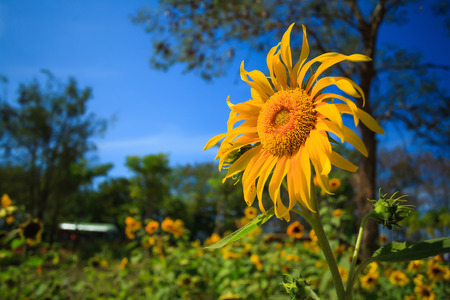 Sun flower stay aloneの写真素材