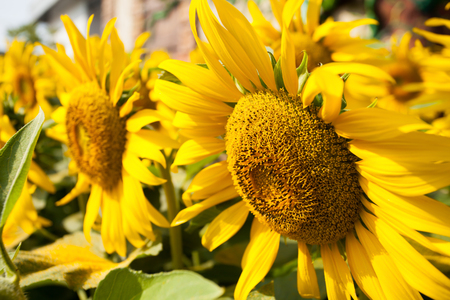 Sun flower Closed upの写真素材