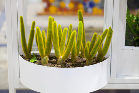 Cactus plant home decoration, group of small cactus pot.の写真素材