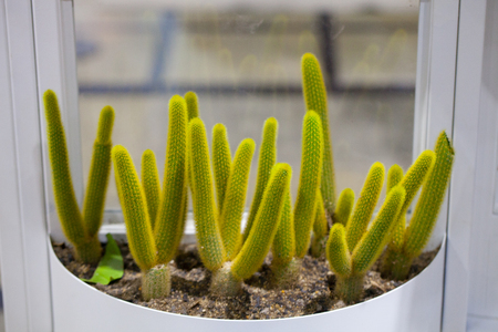 Cactus plant home decoration, group of small cactus pot.の写真素材