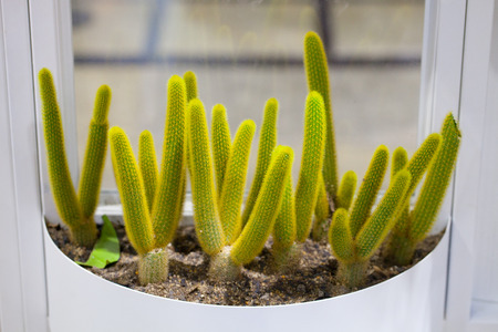 Cactus plant home decoration, group of small cactus pot.の写真素材