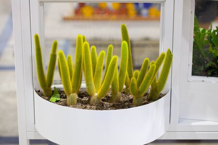 Cactus plant home decoration, group of small cactus pot.の写真素材
