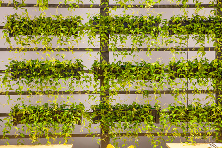 Natural plant hang on wallの写真素材
