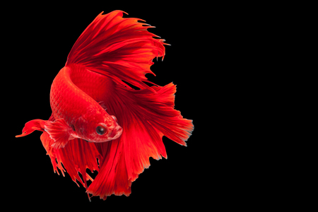 Red Half Moon Tails, Siamese fighting fish,fighting fish,Betta splendens,on black backgroundの写真素材
