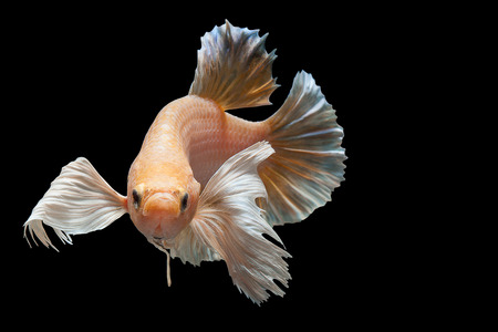 Close up art movement of Betta fish,Siamese fighting fish isolated on black background.Fine art design concept.の写真素材