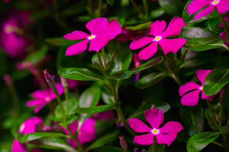 Beautiful pink flowers  Bouquet of pink flowersの写真素材
